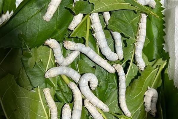 养活幼蚕的方法，平时饲喂鲜嫩的桑叶