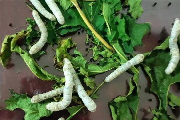 养活幼蚕的方法，平时饲喂鲜嫩的桑叶