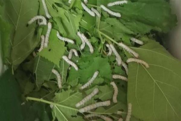 养活幼蚕的方法，平时饲喂鲜嫩的桑叶