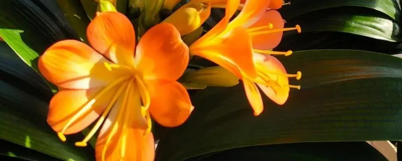 君子兰如何换盆，换盆前先根据盆土的量提前断水