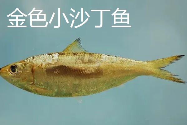 沙丁鱼会聚在一起吗，沙丁鱼经常会聚在一起