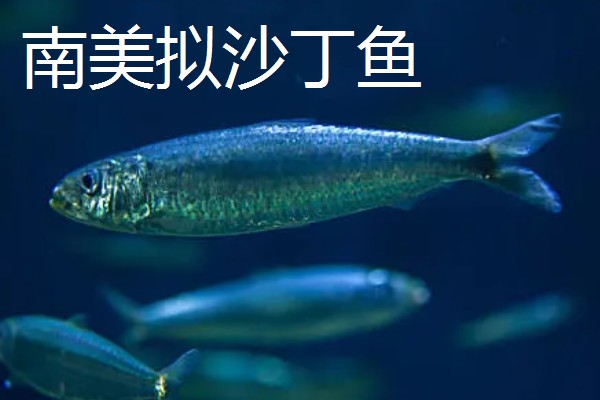 沙丁鱼会聚在一起吗，沙丁鱼经常会聚在一起