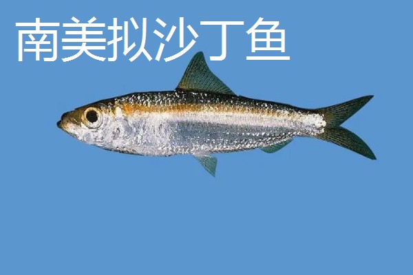 沙丁鱼会聚在一起吗，沙丁鱼经常会聚在一起