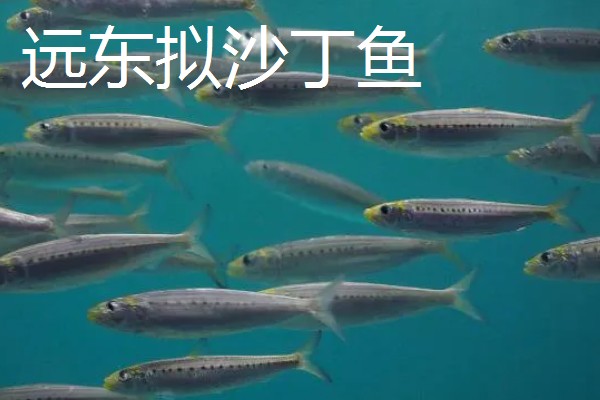 沙丁鱼会聚在一起吗，沙丁鱼经常会聚在一起