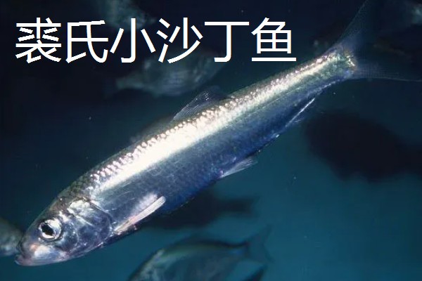 沙丁鱼会聚在一起吗，沙丁鱼经常会聚在一起
