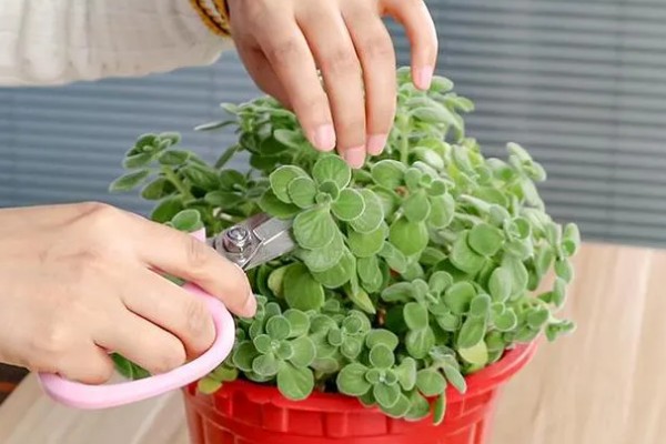 一抹香的修剪方法,顶部的枝叶可剪除三分之一