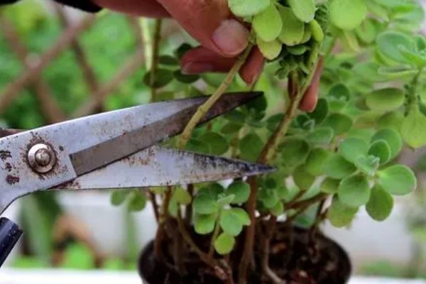 一抹香的修剪方法,顶部的枝叶可剪除三分之一