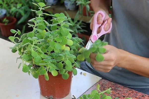 一抹香的修剪方法,顶部的枝叶可剪除三分之一