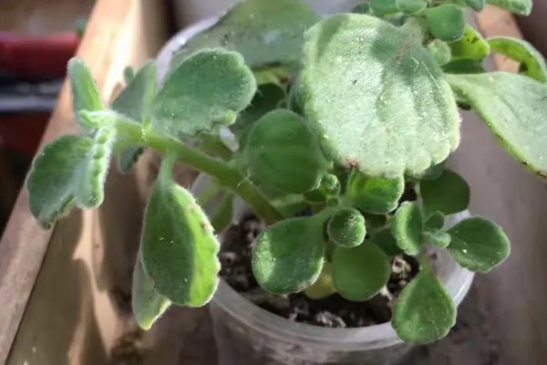 一抹香的修剪方法,顶部的枝叶可剪除三分之一