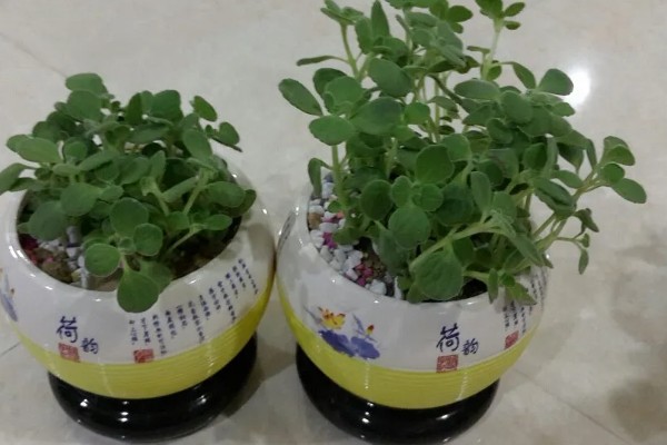 一抹香的修剪方法,顶部的枝叶可剪除三分之一