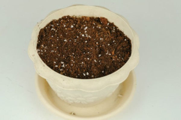 一抹香的修剪方法,顶部的枝叶可剪除三分之一