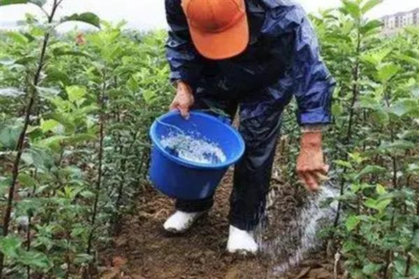 化肥里面的缩二脲有什么危害，含量过高时容易烧苗