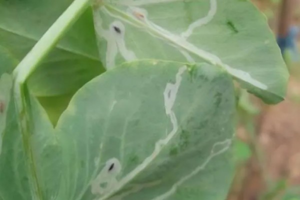 如何防治豌豆彩潜蝇,清理残枝枯叶可减少虫源