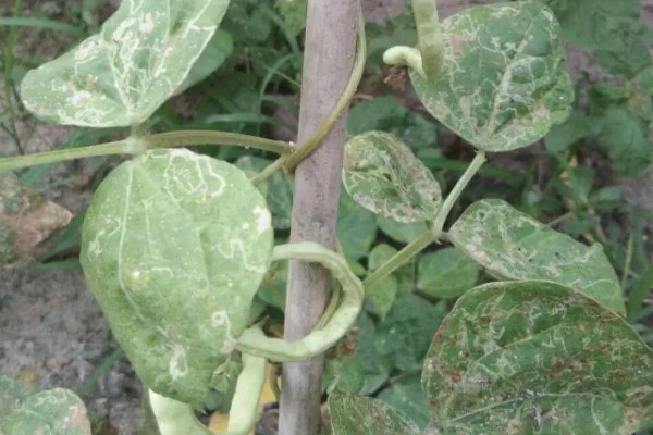 如何防治豌豆彩潜蝇,清理残枝枯叶可减少虫源