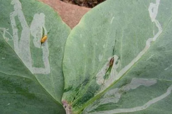 如何防治豌豆彩潜蝇,清理残枝枯叶可减少虫源