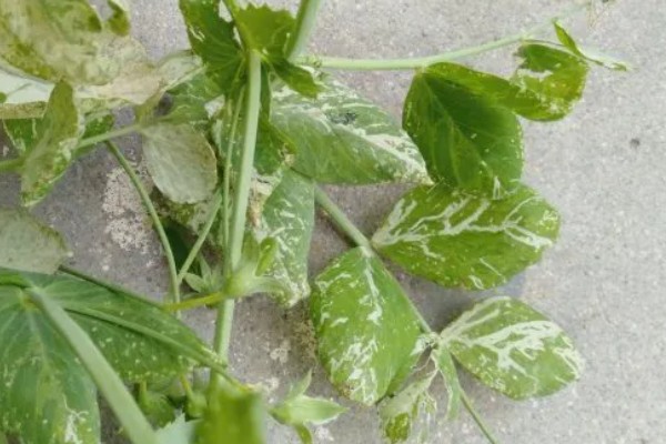 如何防治豌豆彩潜蝇,清理残枝枯叶可减少虫源