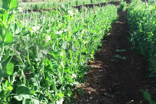 如何防治豌豆彩潜蝇,清理残枝枯叶可减少虫源