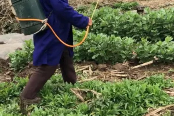 如何防治豌豆彩潜蝇,清理残枝枯叶可减少虫源