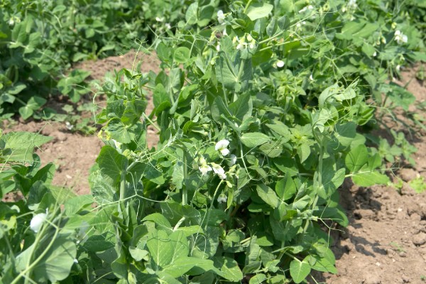 如何防治豌豆彩潜蝇,清理残枝枯叶可减少虫源