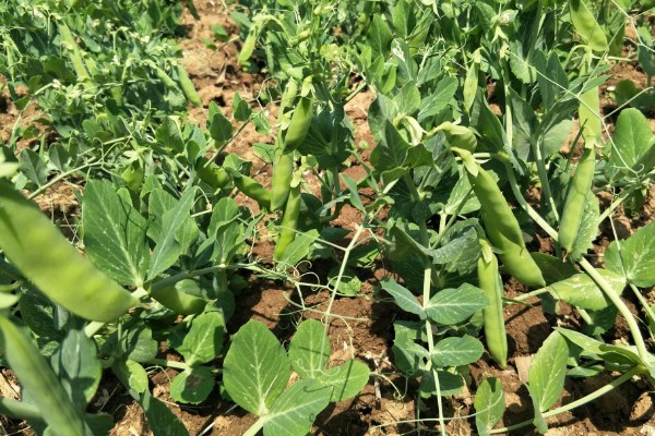 如何防治豌豆彩潜蝇,清理残枝枯叶可减少虫源