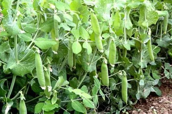 如何防治豌豆彩潜蝇,清理残枝枯叶可减少虫源