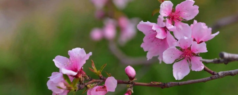 桃花樱花梅花的区别，桃花和樱花无香味、梅花香味浓郁