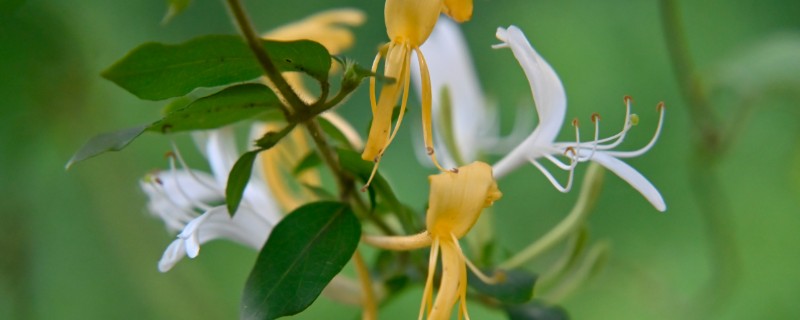 野生与种植金银花的区别，花朵和颜色均不同