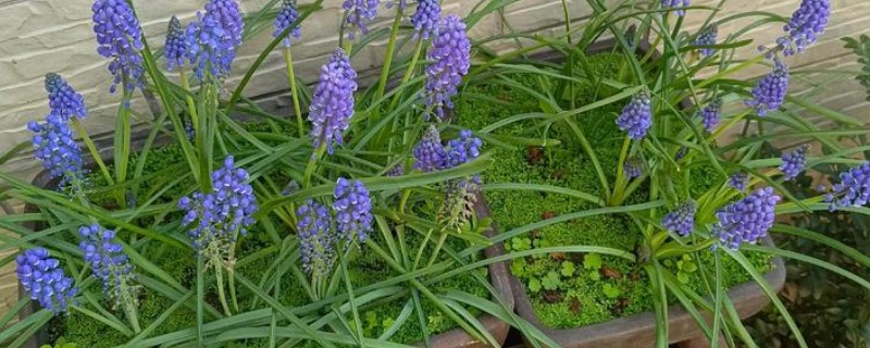 风信子叶子发黄的原因及处理方法，可能是施肥过多所致