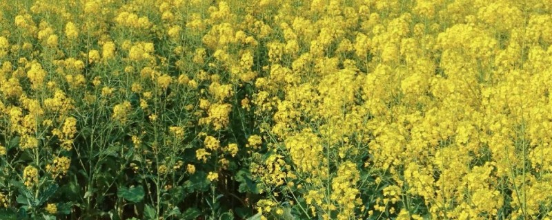 南方地区有什么蜜源植物，常见油菜、荔枝、柑橘等品种
