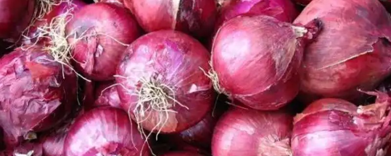 洋葱什么时候种植，可以在9月上旬时栽种