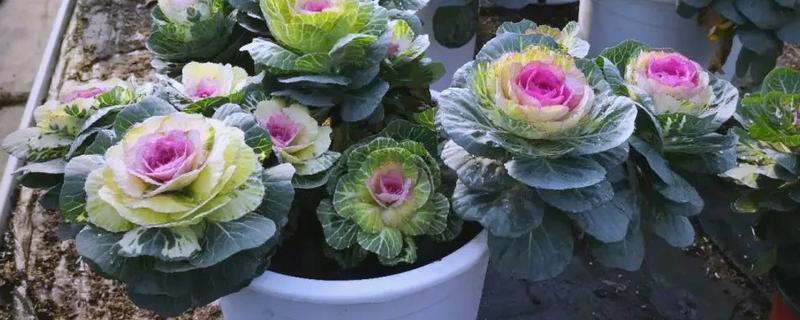 羽衣甘蓝的种植方法，一般采用播种的方式繁殖