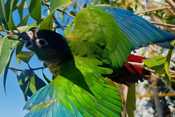 锥尾鹦鹉的习性,喜欢群居以种子、浆果等食物为食