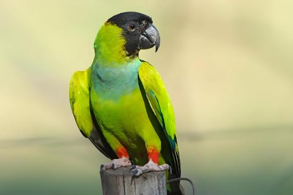 锥尾鹦鹉的习性,喜欢群居以种子、浆果等食物为食
