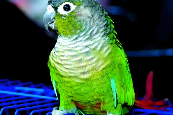 锥尾鹦鹉的习性,喜欢群居以种子、浆果等食物为食