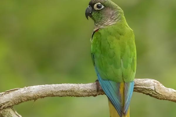 锥尾鹦鹉的习性,喜欢群居以种子、浆果等食物为食