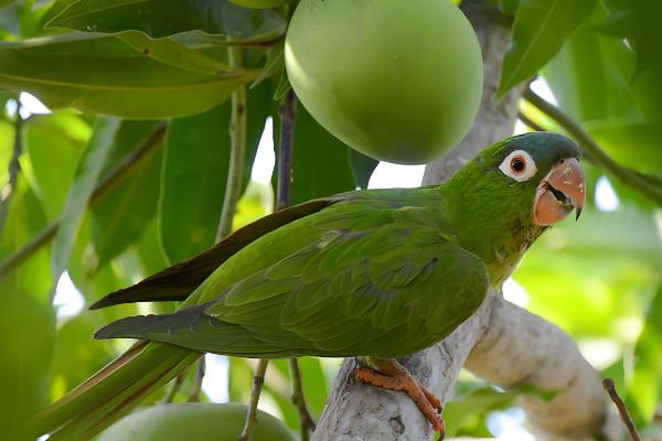锥尾鹦鹉的习性,喜欢群居以种子、浆果等食物为食
