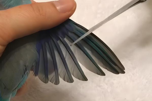 锥尾鹦鹉的习性,喜欢群居以种子、浆果等食物为食