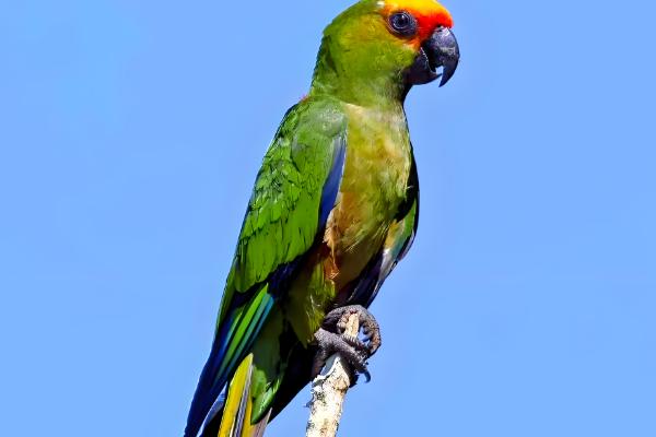 锥尾鹦鹉的习性,喜欢群居以种子、浆果等食物为食