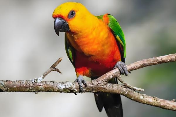 锥尾鹦鹉的习性,喜欢群居以种子、浆果等食物为食