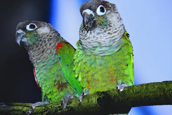 锥尾鹦鹉的习性,喜欢群居以种子、浆果等食物为食