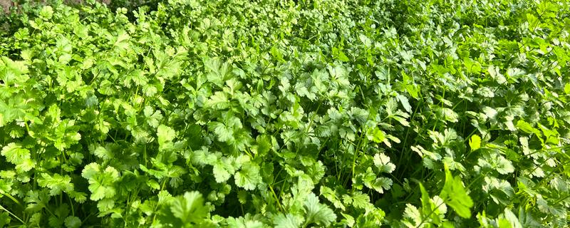 香菜能否反复采摘，外层叶子可以反复摘取