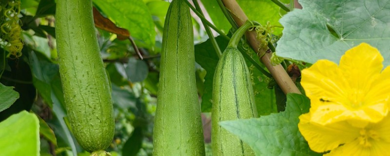 丝瓜畸形的原因，可能是昼夜温差过大所致