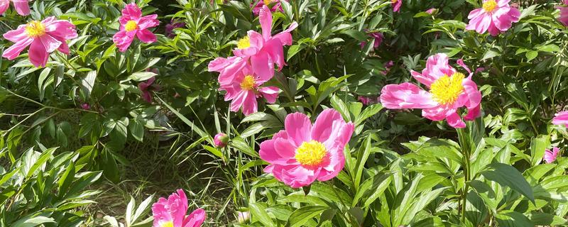 芍药花有什么寓意，寓意惜别、害羞等