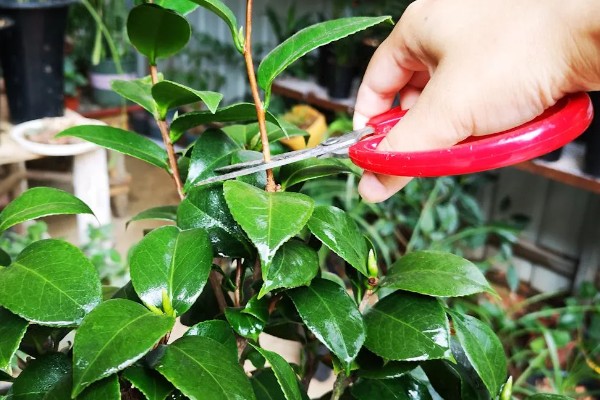 茶花主干太高怎么办，将分枝倾斜向下剪能起到矮化效果