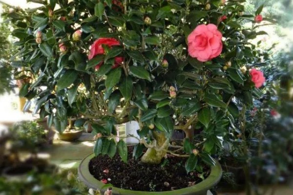 茶花主干太高怎么办，将分枝倾斜向下剪能起到矮化效果