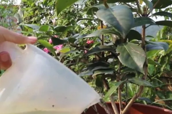 茶花主干太高怎么办，将分枝倾斜向下剪能起到矮化效果