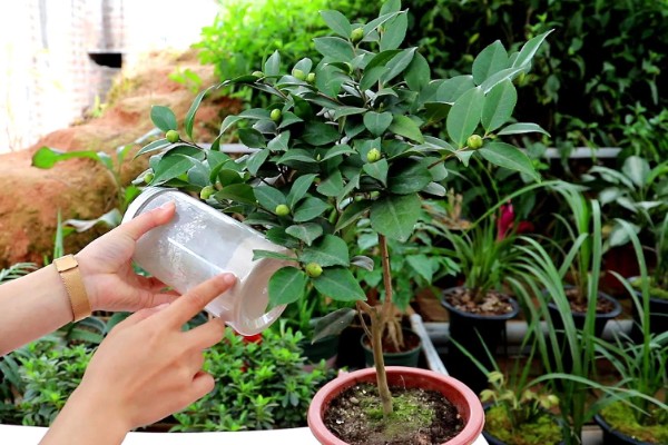 茶花主干太高怎么办，将分枝倾斜向下剪能起到矮化效果