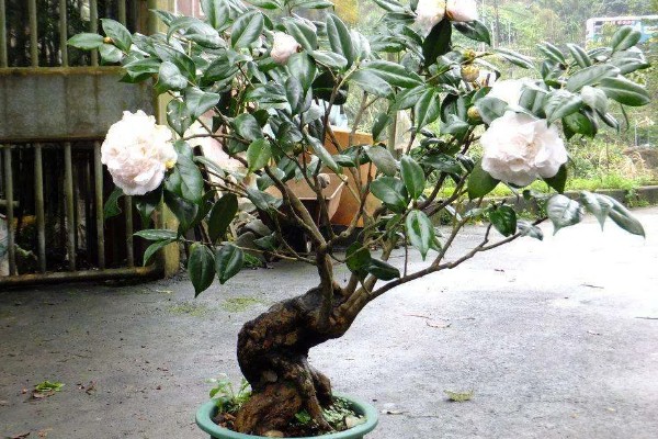 茶花主干太高怎么办，将分枝倾斜向下剪能起到矮化效果