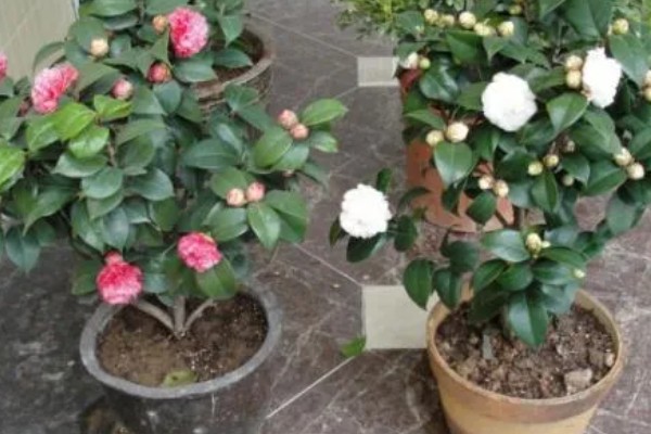 茶花主干太高怎么办，将分枝倾斜向下剪能起到矮化效果