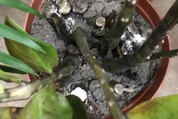 金钱树烂茎的原因,可能是土壤板结或浇水过多所致